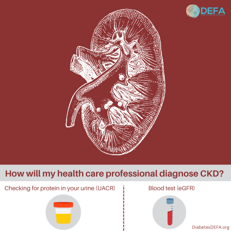 Diagnosing CKD | DEFA